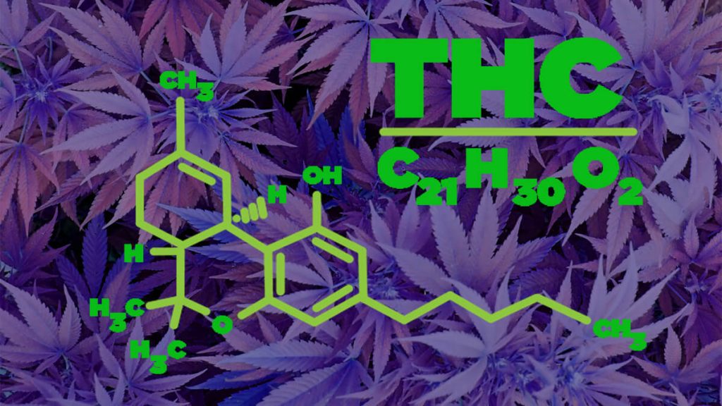 Are High THC Strains Better Than Low THC Strains?