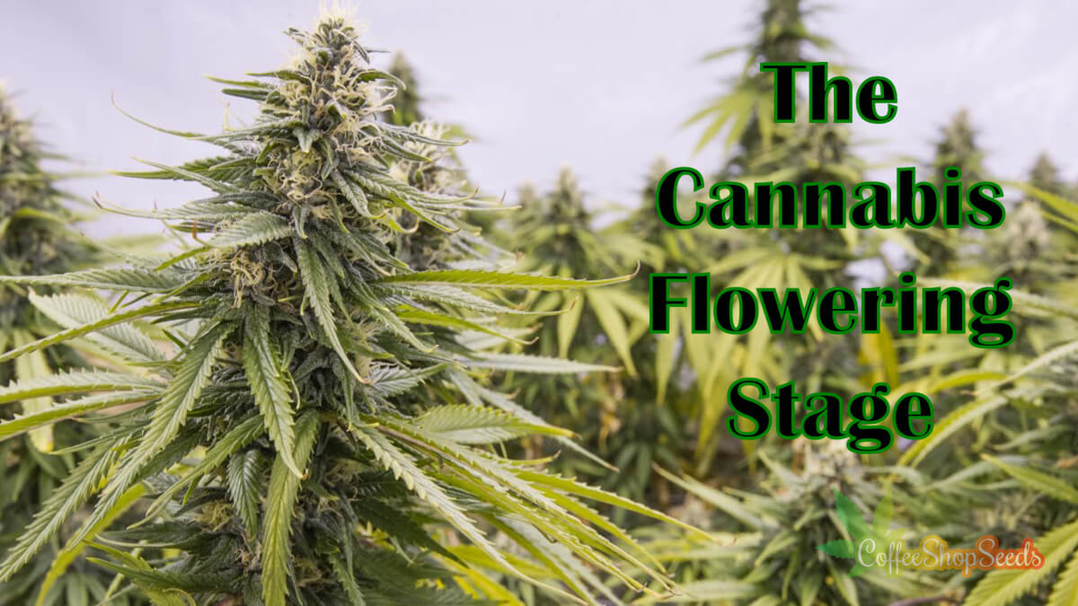 The Cannabis Flowering Stage