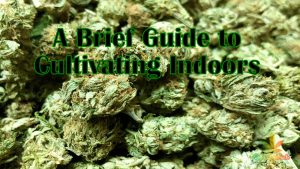 A Brief Guide to Cultivating Your Own Hemp/Cannabis Indoors