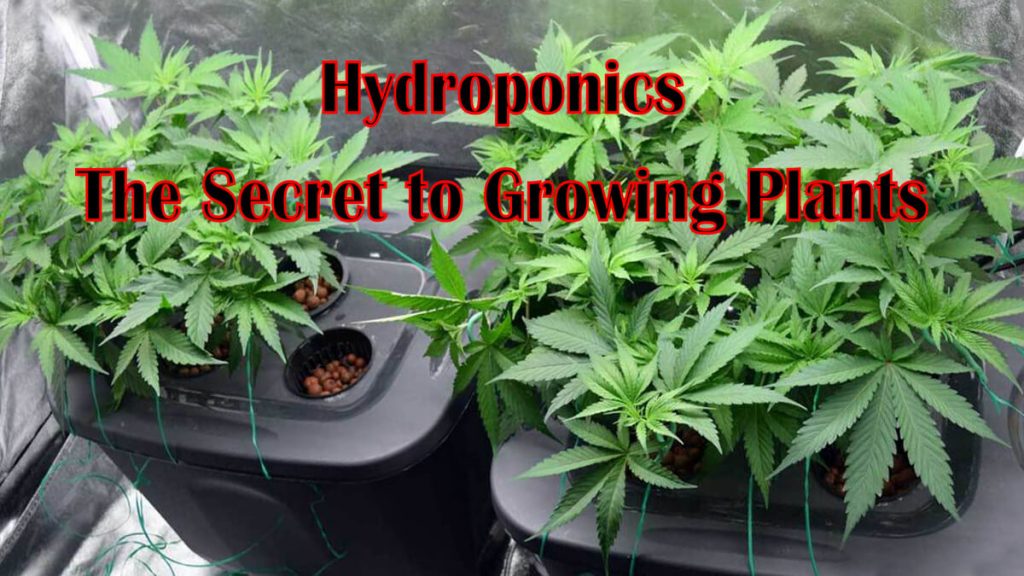 Hydroponics cannabis growing