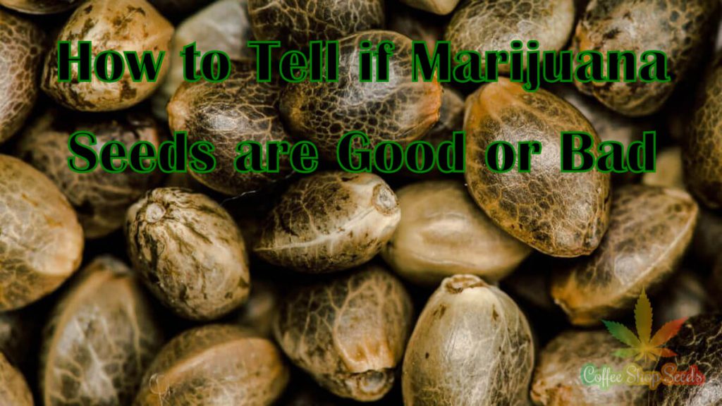 How to Tell if Marijuana Seeds are Good or Bad