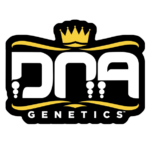 DNA Genetics marijuana seeds