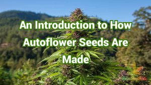 An Inside Introduction to How Autoflower Seeds Are Made