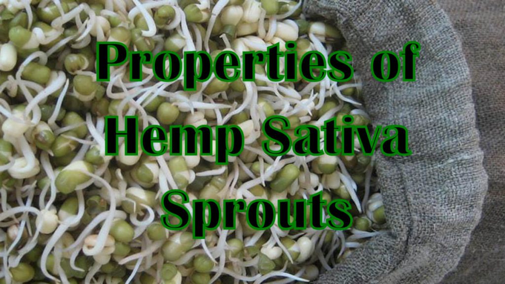 Properties of Hemp Sativa Sprouts