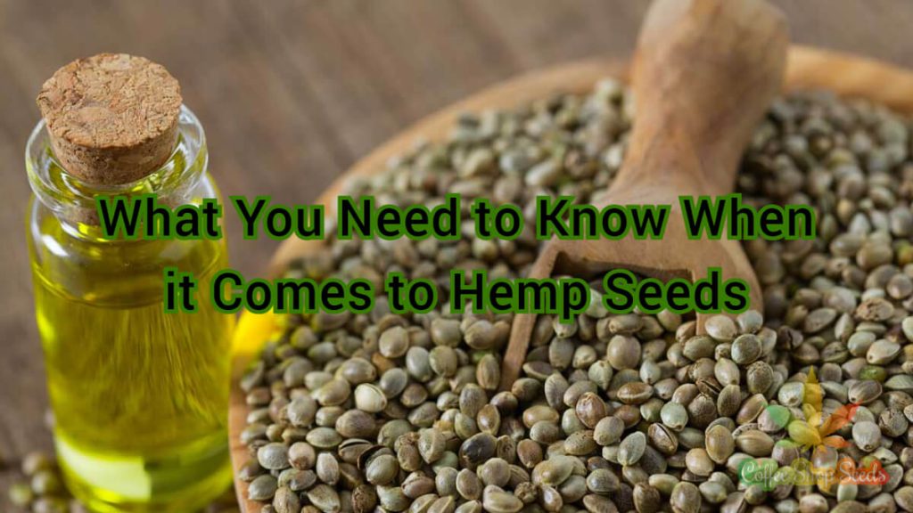 What You Need to Know When it Comes to Hemp Seeds