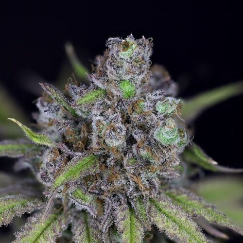 CBG Relief Auto Feminised Cannabis Seeds by Seedsman