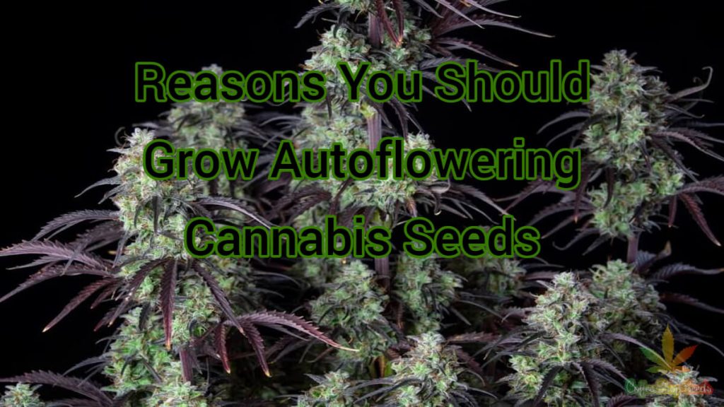 Reasons You Should Grow Autoflowering Cannabis Seeds