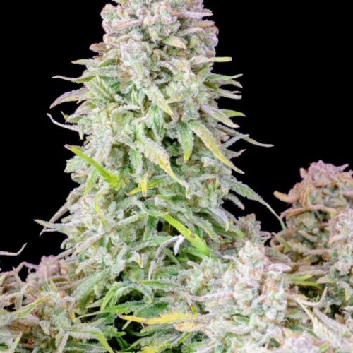 Original Afghan Kush Auto Feminised Cannabis Seeds by FastBuds