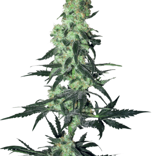 Amnesia White Regular Cannabis Seeds by White Label Seed Company