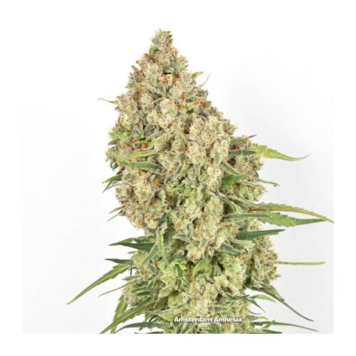 Amsterdam Amnesia Feminised Cannabis Seeds by Dutch Passion