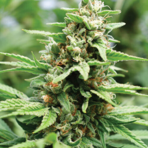 Apricot Papaya Feminised Cannabis Seeds by Humboldt Seed Co.