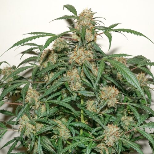 Kerosene Krash Auto Feminised Cannabis Seeds by Dutch Passion