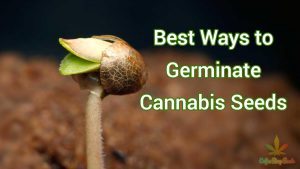 Here Are the Best Ways to Germinate Cannabis Seeds