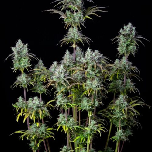 Original Big Bud Auto Feminised Cannabis Seeds by FastBuds