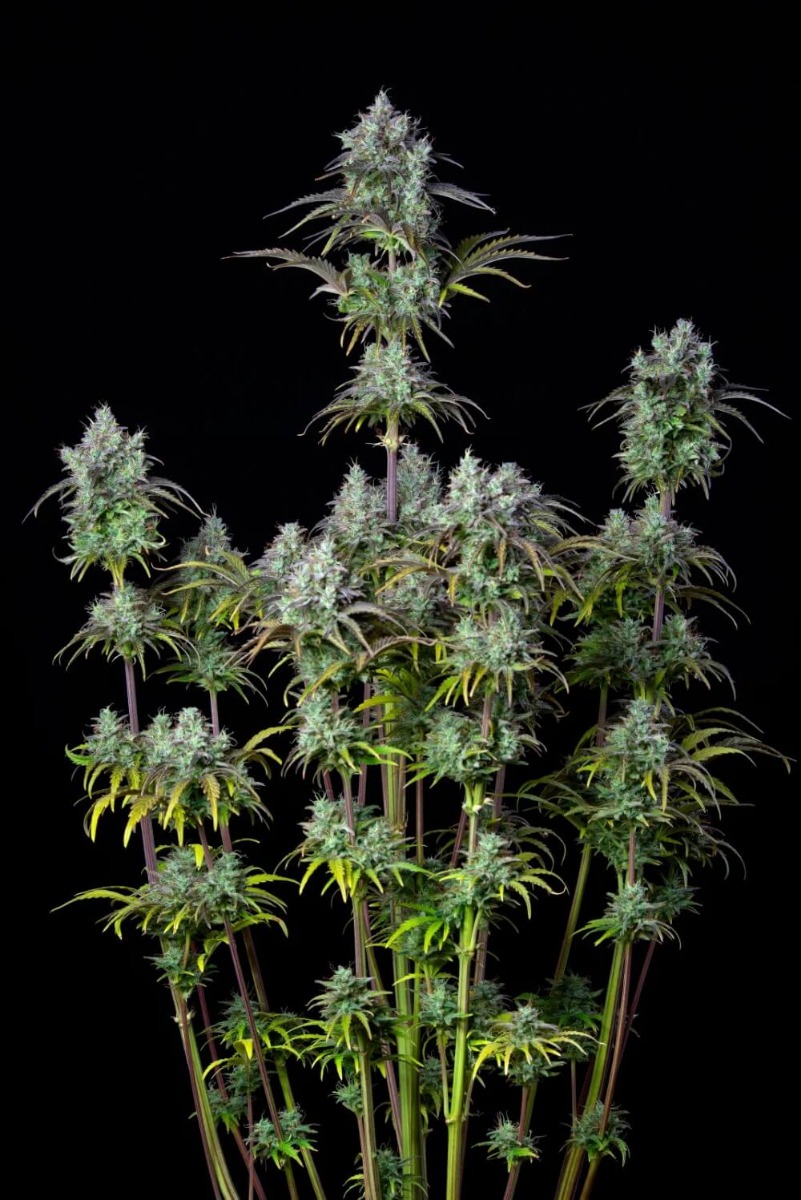 Original Big Bud Auto Feminised Seeds