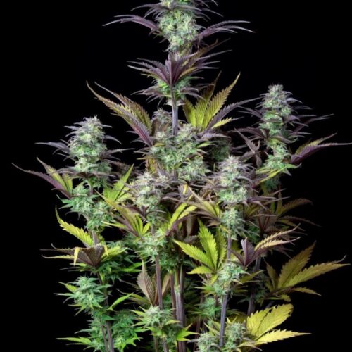 Original Blueberry Auto Feminised Cannabis Seeds by FastBuds