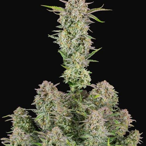 Bruce Banner Auto Feminised cannabis Seeds by FastBuds