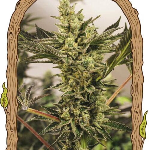 Banana Mash Auto Feminised Cannabis Seeds by Exotic Seed