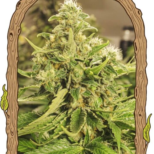 Exotic Pure CBG Feminised Cannabis Seeds by Exotic Seed