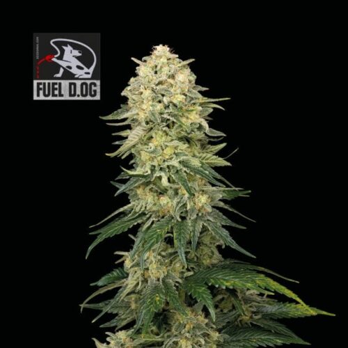 Fuel D.OG Feminised Cannabis Seeds by Seedsman