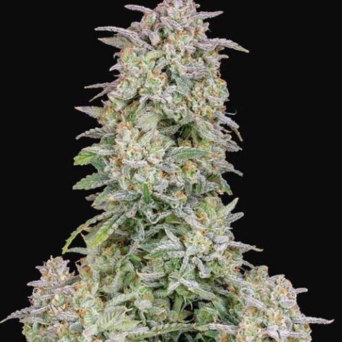 Forbidden Runtz Feminised Autoflowering cannabis Seeds by FastBuds