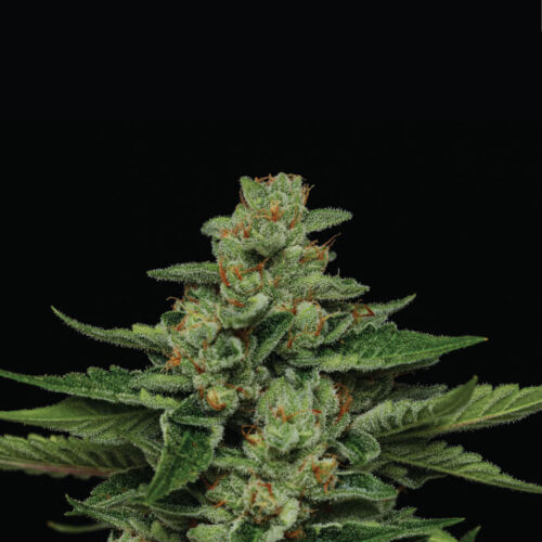 Fortune Cookie Feminised Cannabis Seeds by Humboldt Seed Co.