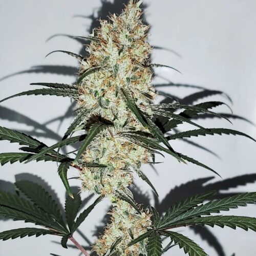 Grape Amnesia Feminised Cannabis Seeds by Female Seeds