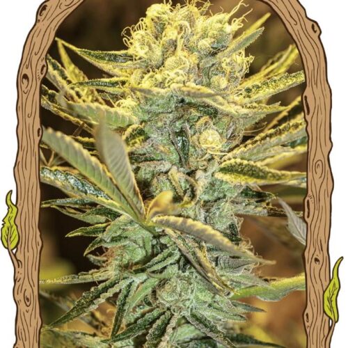 Hippieberry Feminised Cannabis Seeds by Exotic Seed