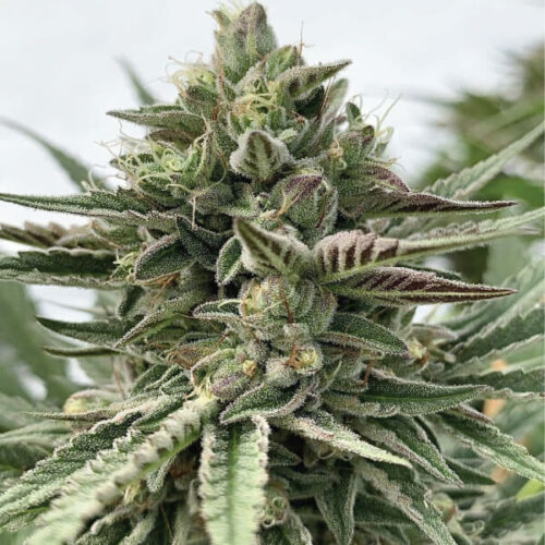 Humboldt Pound Cake Feminised Cannabis Seeds by Humboldt Seed Co.