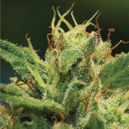 Humboldt Sour Diesel Feminised Cannabis Seeds by Humboldt Seed Co.