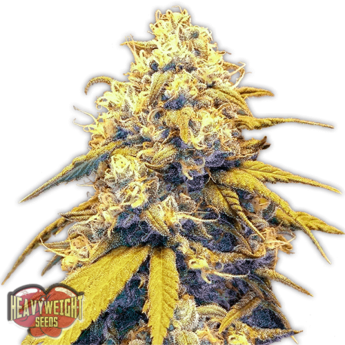 Strawberry Cake Auto Feminised Cannabis Seeds by Heavyweight Seeds