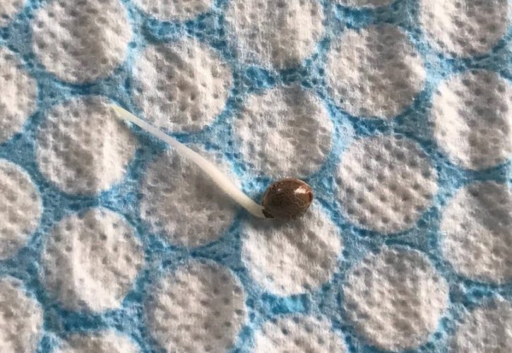 Germinating cannabis seed in paper towel