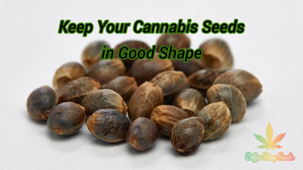 Keep your cannabis seeds in good shape