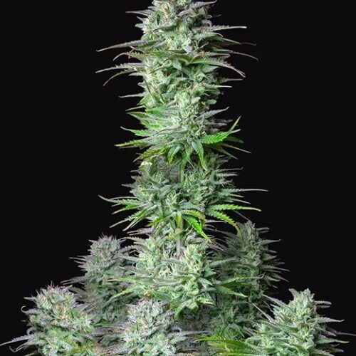 Kosher Cake Auto Feminised Cannabis Seeds by FastBuds