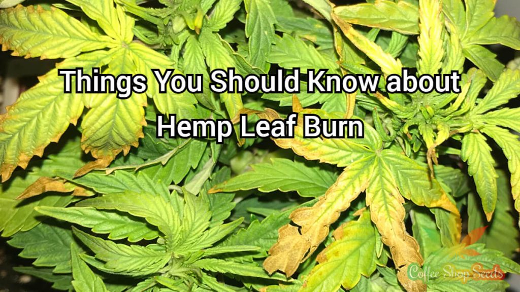 Hemp leaf burn