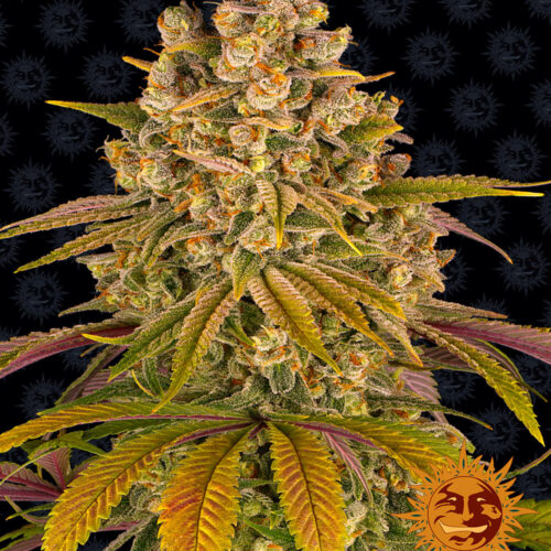 Lemon Tree Feminised Cannabis Seeds by Barney's Farm