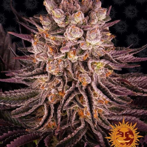 Mimosa x Orange Punch Feminised Cannabis Seeds by Barney's Farm