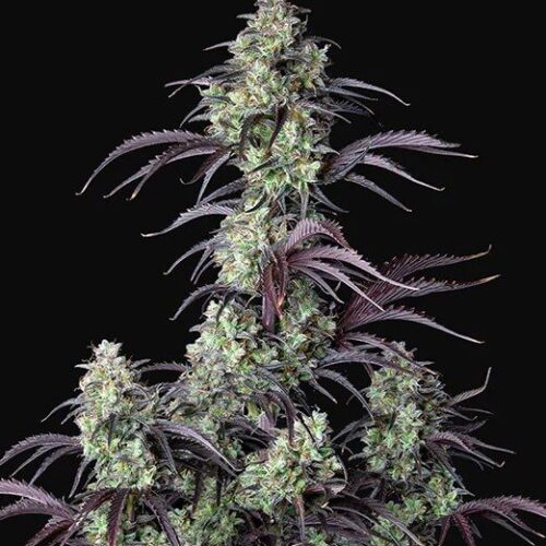 Mimosa Cake Auto Feminised Autoflowering Cannabis Seeds by FastBuds