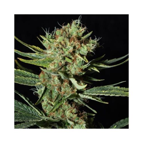 Only CBD Feminised Cannabis Seeds by Eva Seeds