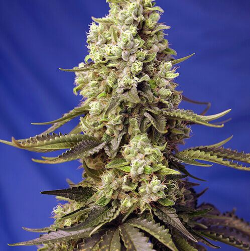 Runtz XL Auto Feminised Cannabis Seeds by Sweet Seeds