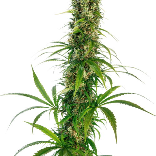 Michka Feminised Cannabis Seeds by Sensi Seeds