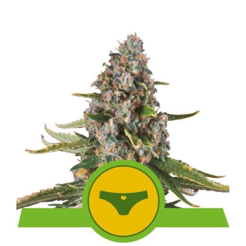 Sherbet Queen Auto Feminised Cannabis Seeds by Royal Queen Seeds