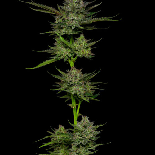 Sour Apple Auto Feminised Cannabis Seeds by Humboldt Seed Co.