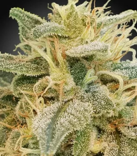 Relief CBD Feminised Cannabis Seeds (CBDrelief©) by Paradise Seeds