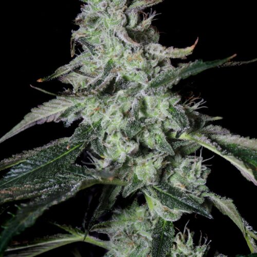 Forbidden Cake Feminised Cannabis Seeds by Elev8 Seeds