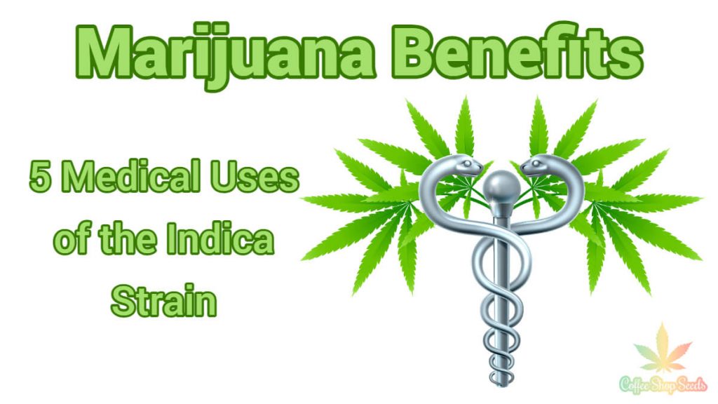 Marijuana Benefits: 5 Medical Uses of the Indica Strain