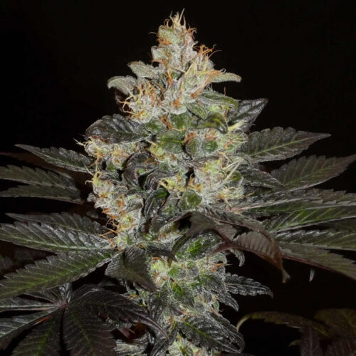 Balkh Hashplant Regular Cannabis Seeds by Khalifa Genetics