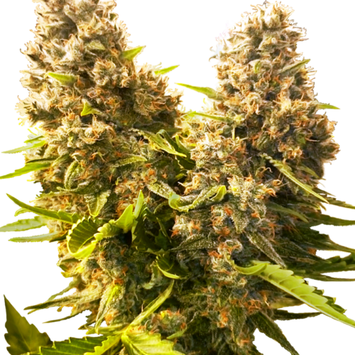 Banana Kush Cake Feminised Cannabis Seeds by Sensi Seeds Research