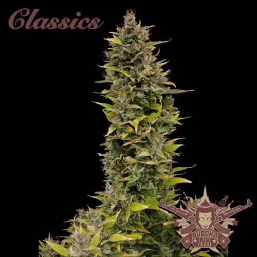 Buddha Classics AK Feminised Cannabis Seeds by Buddha Seeds