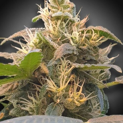 energy cbd feminised cannabis seeds